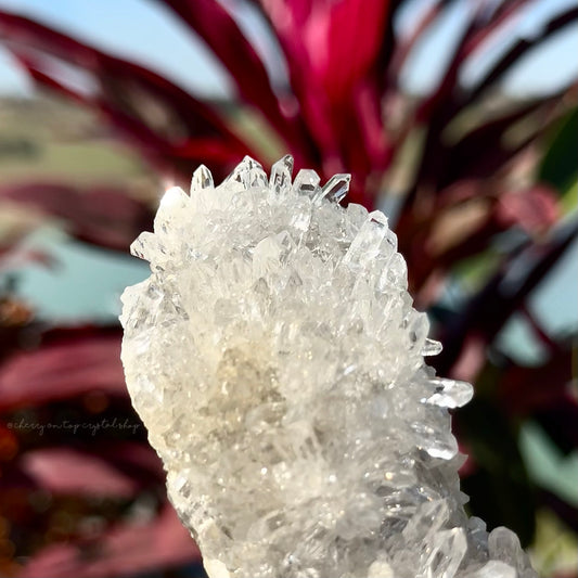 Chrysanthemum Clear Quartz Cluster