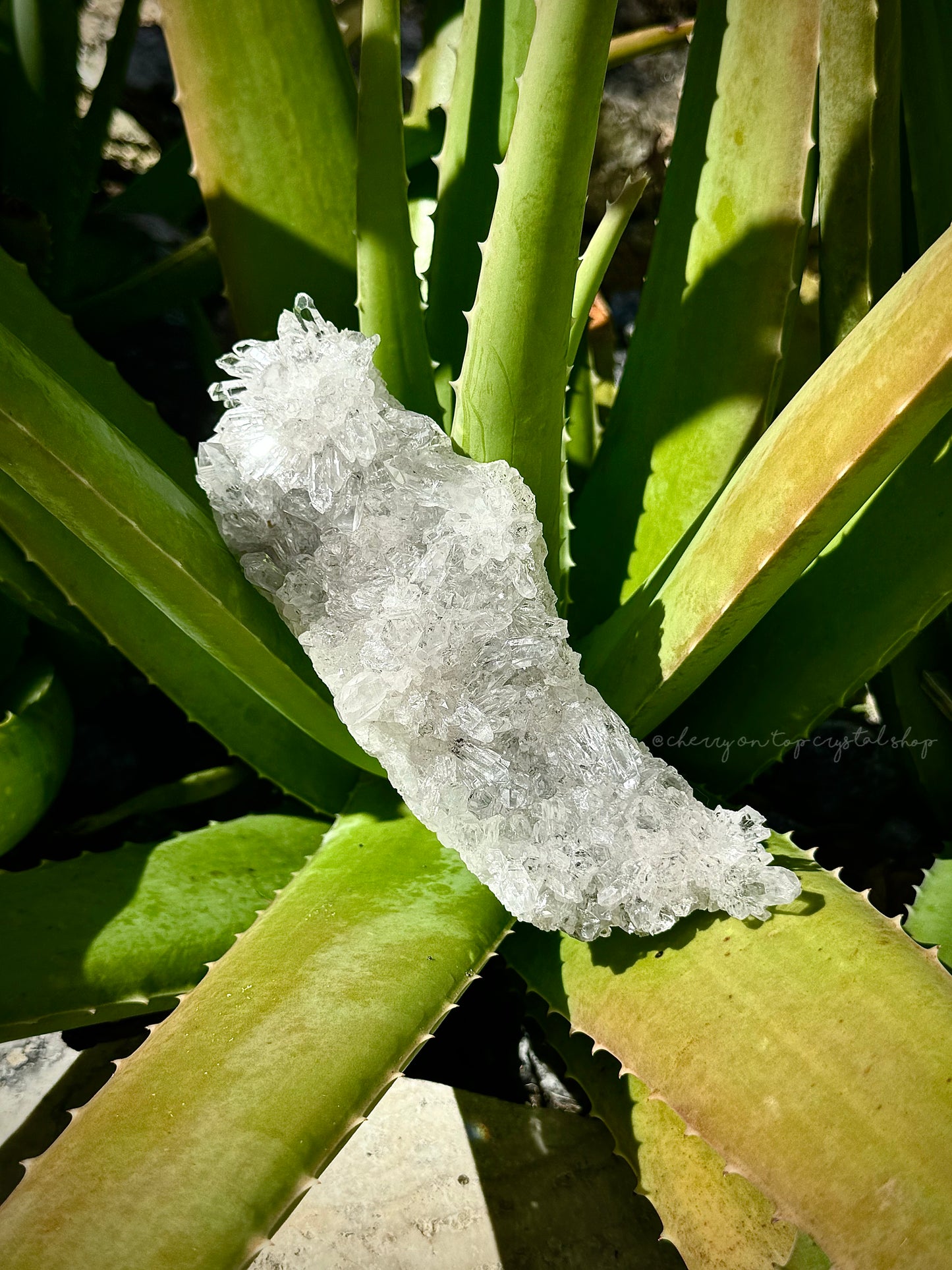 Chrysanthemum Clear Quartz Flower Burst Cluster