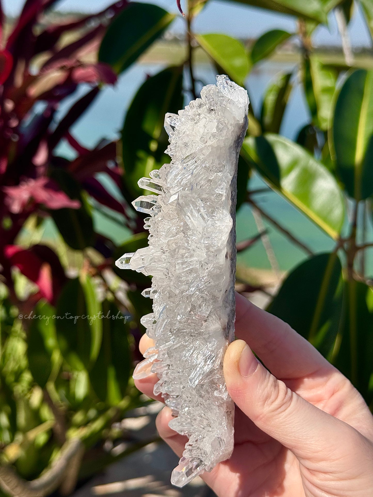 Chrysanthemum Clear Quartz Flower Burst Cluster